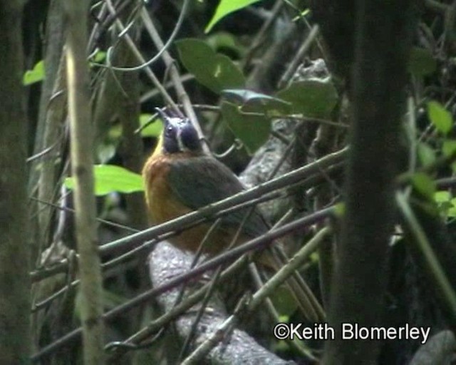 White-browed Robin-Chat - ML201014021
