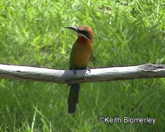 White-fronted Bee-eater - ML201014031