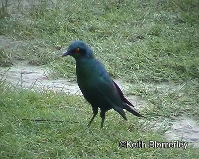 Greater Blue-eared Starling - ML201014071