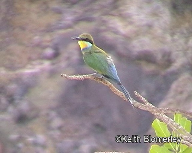 Swallow-tailed Bee-eater - ML201014281