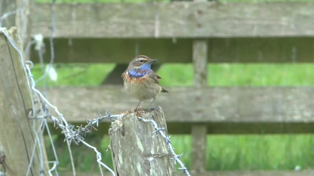 Bluethroat (Red-spotted) - ML201014441