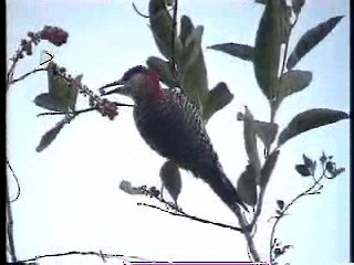 West Indian Woodpecker - ML201014691