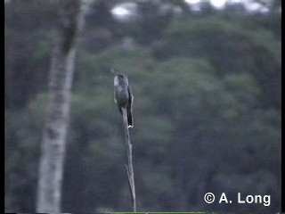 kolibřík pestrý [skupina versicolor] - ML201014731