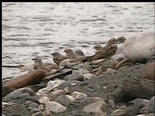 Flussnachtschwalbe - ML201014911