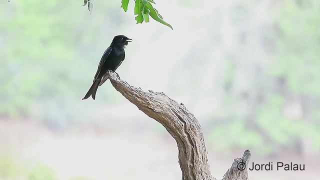 Fork-tailed Drongo (Clancey's) - ML201014921