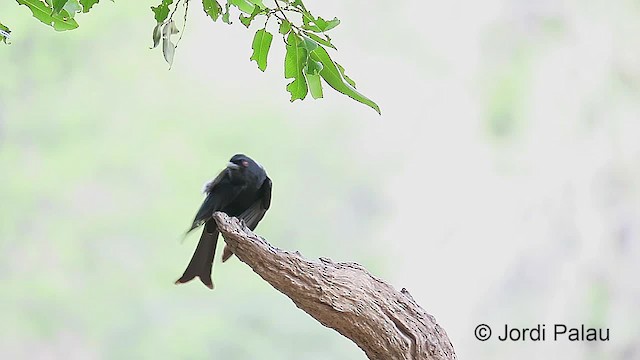 Fork-tailed Drongo (Clancey's) - ML201014931
