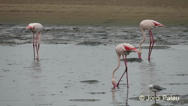 Greater Flamingo - ML201014951