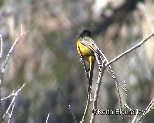 Orange-breasted Sunbird - ML201015151