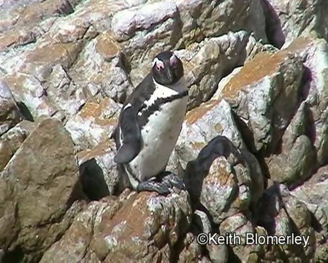 Pingüino de El Cabo - ML201015231