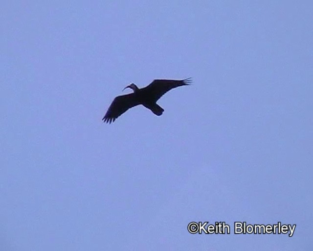 Southern Bald Ibis - ML201015401