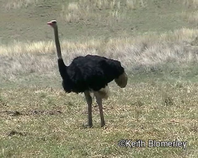 Common Ostrich - ML201015421
