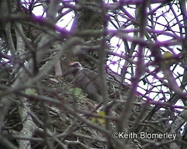 Bearded Woodpecker - ML201015541