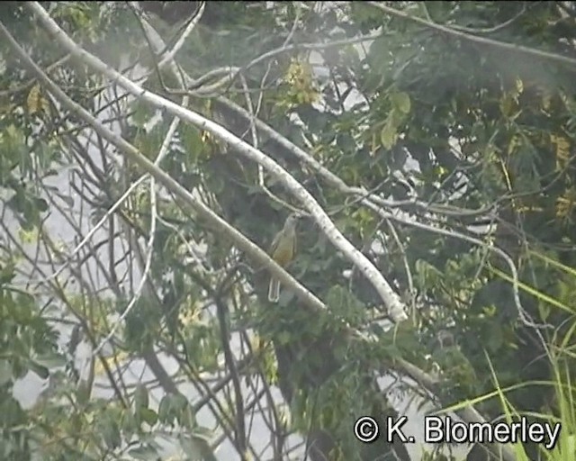 Fawn-breasted Bowerbird - ML201015751