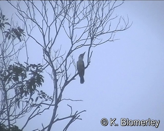 Blue-winged Kookaburra - ML201015811