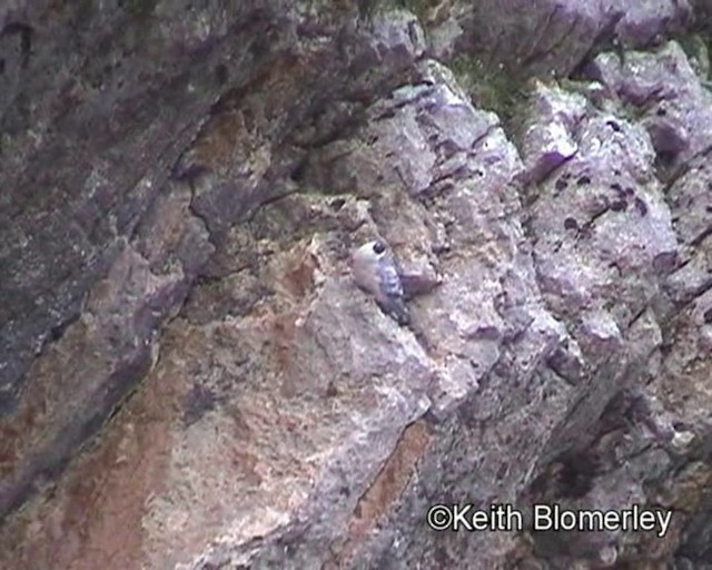holub sněžný - ML201016661