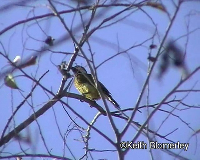 Spot-breasted Woodpecker - ML201016841