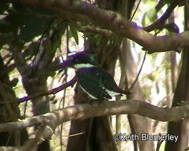 Amazon Kingfisher - ML201016861
