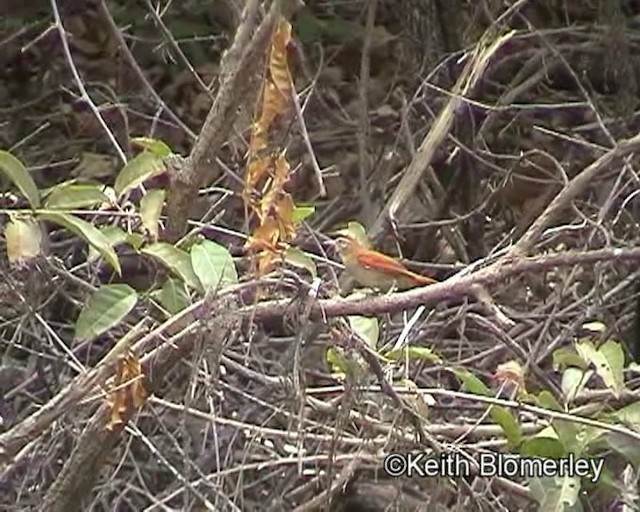 Rusty-backed Spinetail - ML201016981