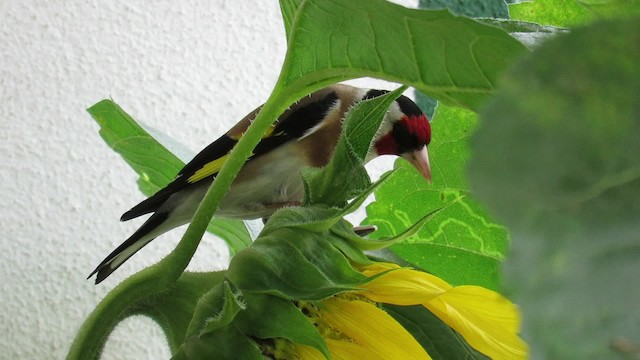 European Goldfinch (European) - ML201017721