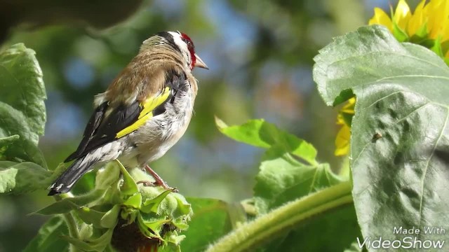 European Goldfinch (European) - ML201017841