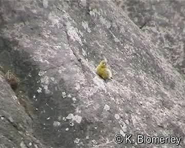  - Raimondi's Yellow-Finch