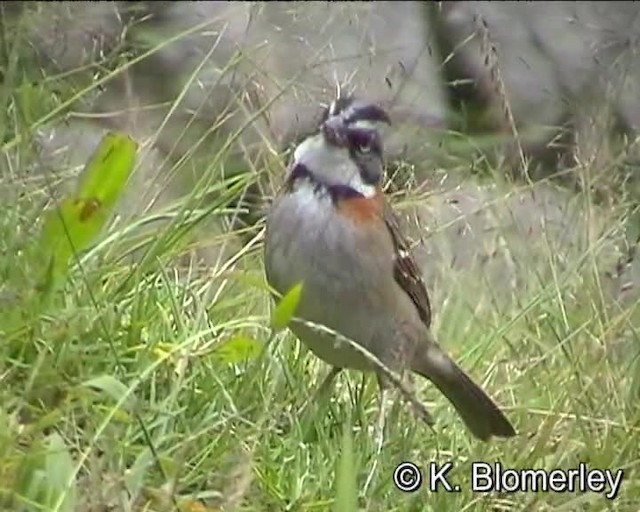 Rufous-collared Sparrow (Rufous-collared) - ML201018121
