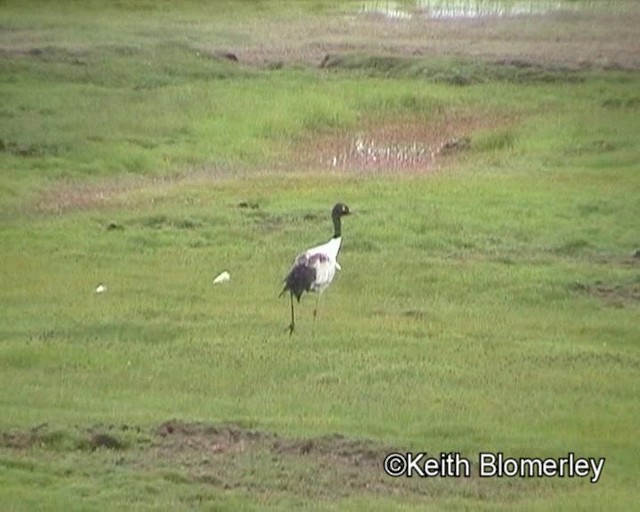 Black-necked Crane - ML201018381