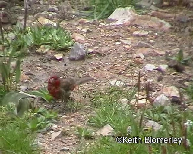 Red-fronted Rosefinch - ML201018471