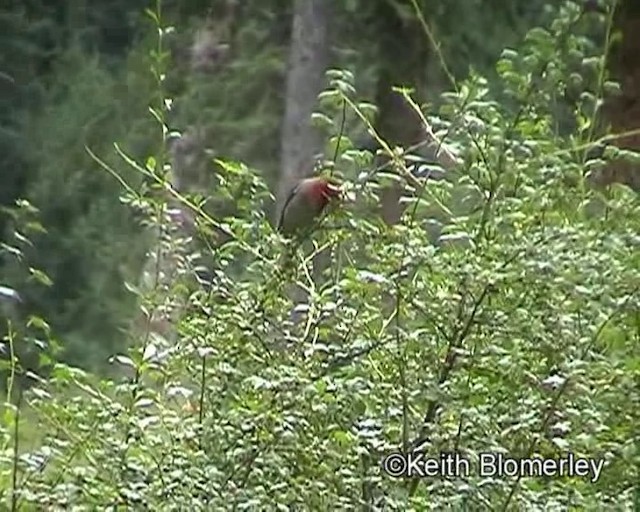 Crimson-browed Finch - ML201018511