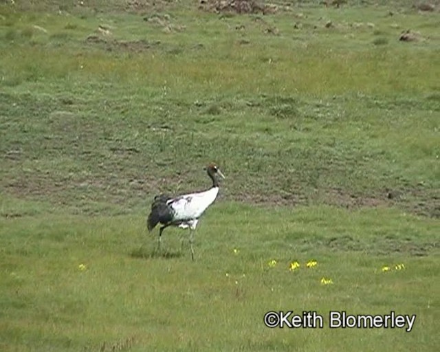 Black-necked Crane - ML201018531