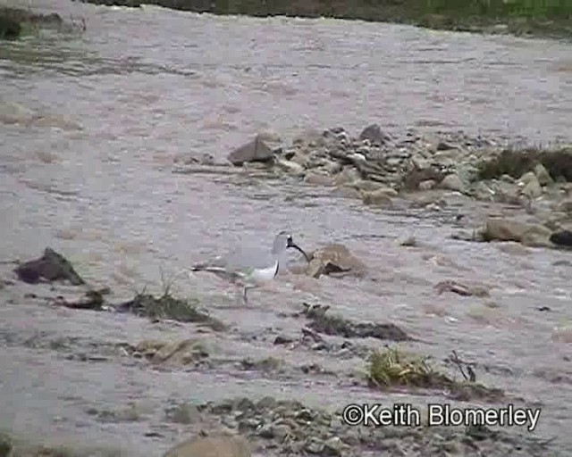 Bec-d'ibis tibétain - ML201018561