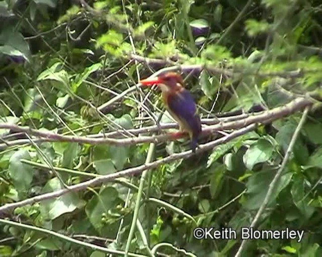 African Pygmy Kingfisher - ML201019361