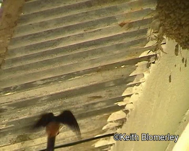Lesser Striped Swallow - ML201019421