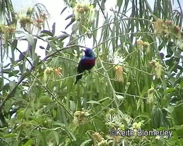 Red-chested Sunbird - ML201019441