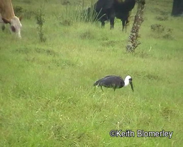 African Woolly-necked Stork - ML201019471