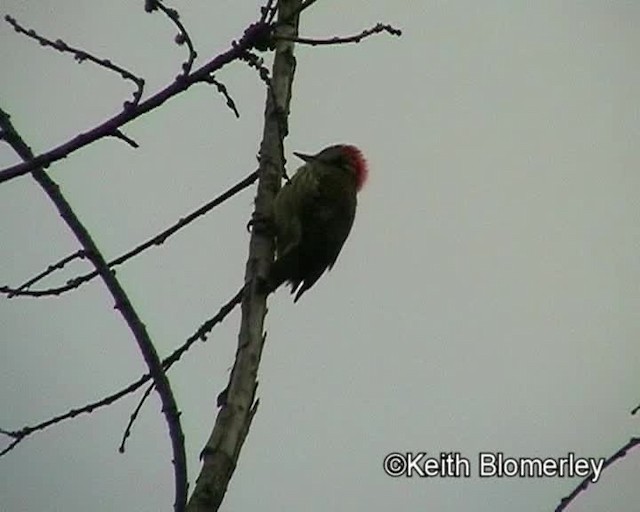 Cardinal Woodpecker - ML201019501
