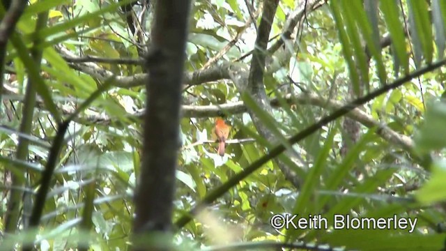 Rufous Paradise-Flycatcher (Southern) - ML201019761