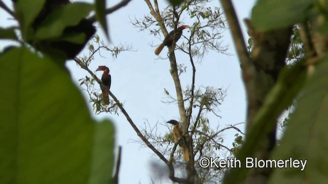 Rufous Hornbill (Southern) - ML201019931
