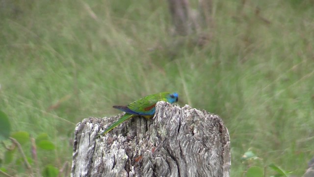 Turquoise Parrot - ML201020051