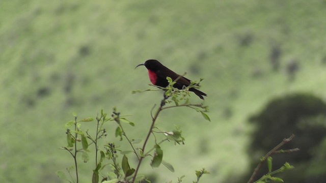 Scarlet-chested Sunbird - ML201020291