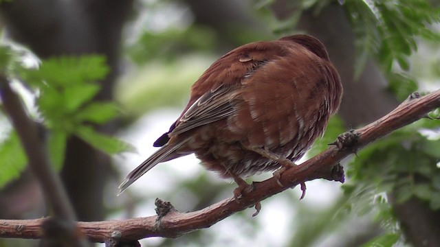 Chestnut Sparrow - ML201020351