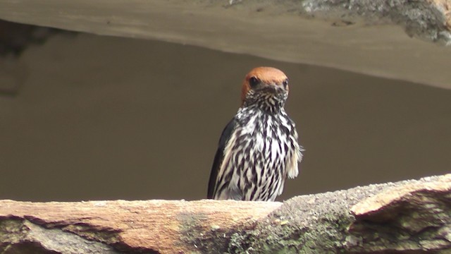 Lesser Striped Swallow - ML201020431