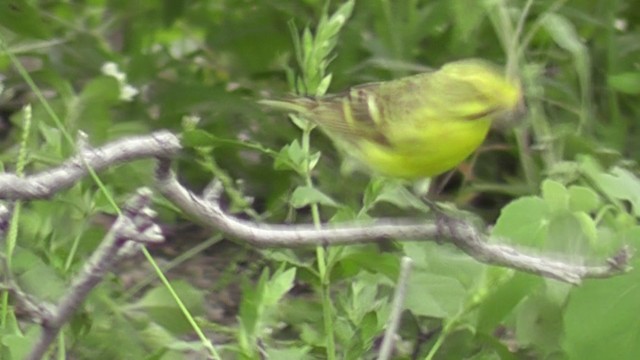 White-bellied Canary - ML201020551