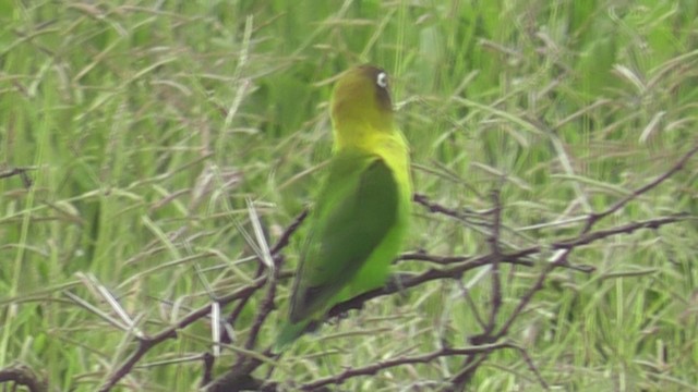 Yellow-collared Lovebird - ML201020591