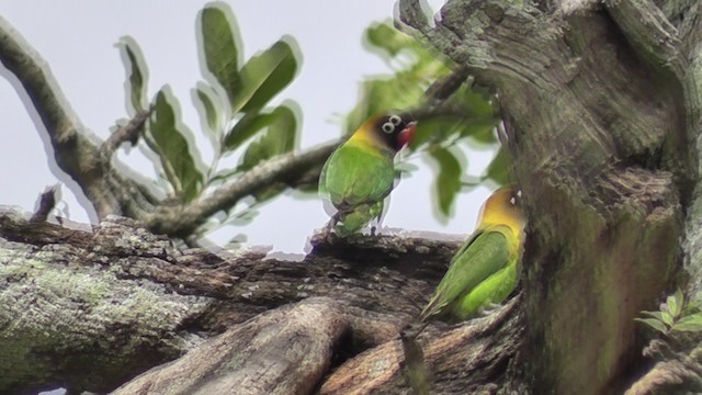 Yellow-collared Lovebird - ML201020601