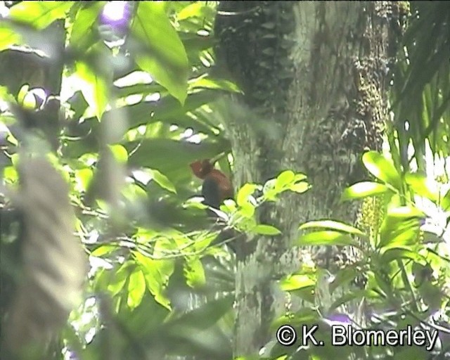 Red-necked Woodpecker - ML201021481