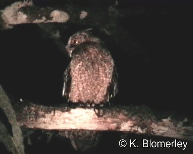 Tawny-bellied Screech-Owl - ML201021571