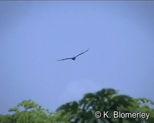 Greater Yellow-headed Vulture - ML201021611