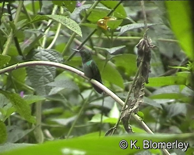Blue-chested Hummingbird - ML201021661