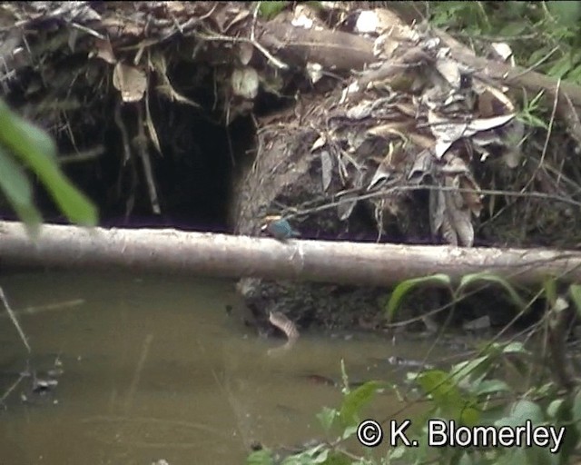 American Pygmy Kingfisher - ML201021671